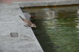 Der Vogel hatte Durst