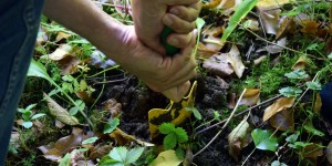 Nach Bärlauch muss man graben