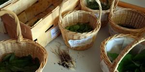 Körbe mit gesammelten Kräutern