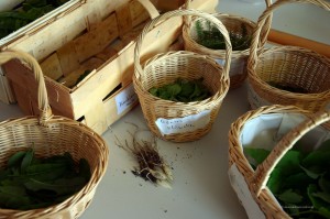 Körbe mit gesammelten Kräutern