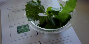 Kräuter zum Kennenlernen