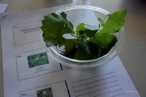 Kräuter zum Kennenlernen