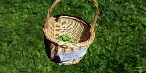 Korb mit Gänseblümchen