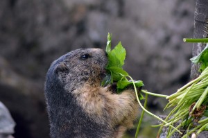 Murmeltier