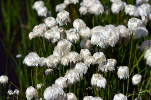 Flauschiges Wollgras