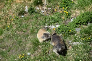 Murmeltiere am Großglockner