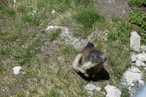 Murmeltiere am Großglockner