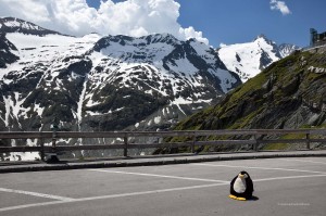 Pingu vor dem Großglockner