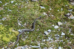 Kreuzotter auf dem Wanderweg
