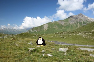 Pingu war auch auf dem Pass