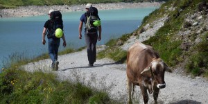 Kuh auf dem Wanderweg