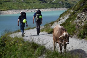 Kuh auf dem Wanderweg