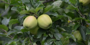 Apfelplantage in Südtirol
