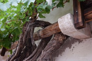 Älteste Weinrebe in Südtirol