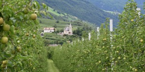 Obst in Südtirol