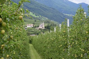 Obst in Südtirol