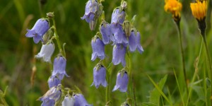 Bärtige Glockenblume