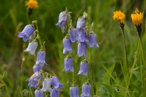 Bärtige Glockenblume