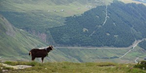 Ziege in den Alpen