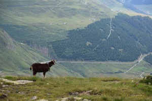 Ziege in den Alpen