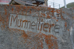 Murmeltiere