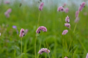 Blumen