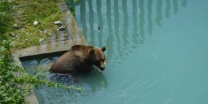 Bär in Bern