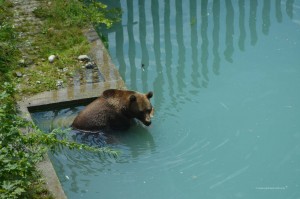 Bär in Bern