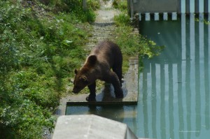 Bär in Bern