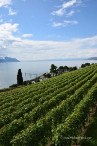 Weinberge am Genfersee