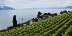 Weinberge am Genfersee