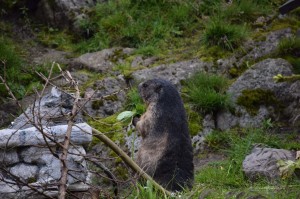 Murmeltiere