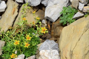 Blumen