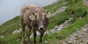 Kuh auf dem Wanderweg