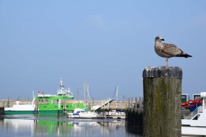 Möwe