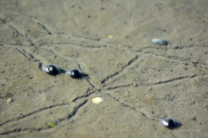 Wattschnecken und ihre Spuren