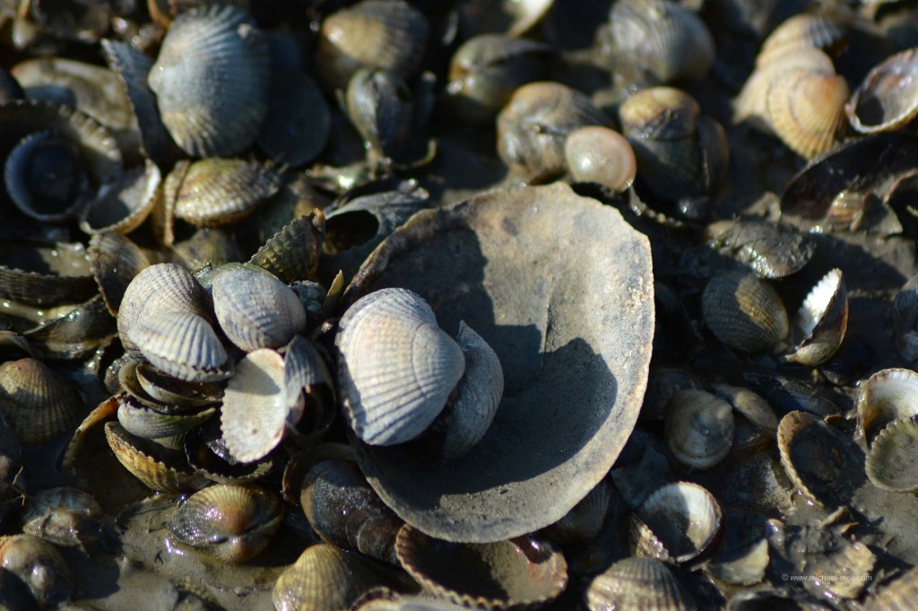 Muscheln Die Weltenbummler