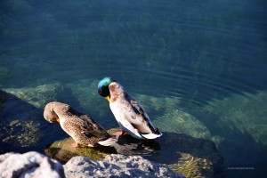 Enten am Seeufer