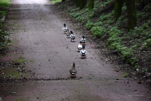 Enten im Gänsemarsch