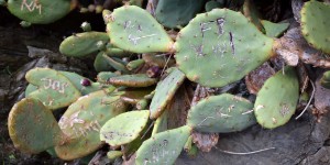 Zerkratzter Kaktus