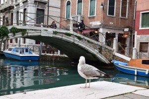 Möwe