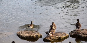 Enten im Bolsdorfer Tälchen