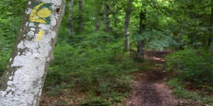 Aufstieg zum Nerother Kopf