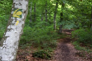 Aufstieg zum Nerother Kopf