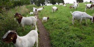 Ziegen blockieren den Wanderweg