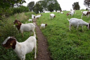 Ziegen blockieren den Wanderweg