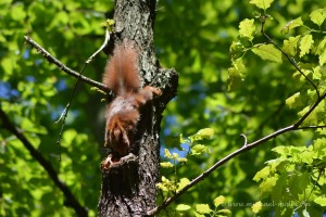 Eichhörnchen kopfüber