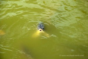 Fisch im Teich