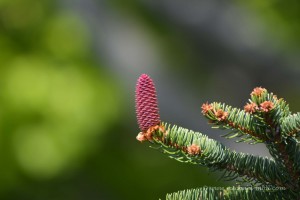 Blüte einer Rotfichte