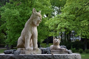 Luchs